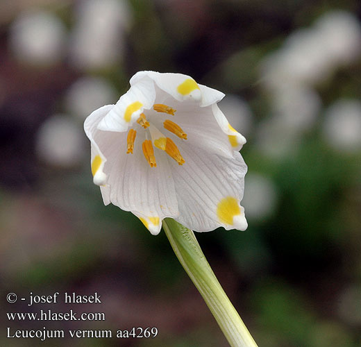 Leucojum vernum Белоцветник весенний Spring snowflake Dorotealilje