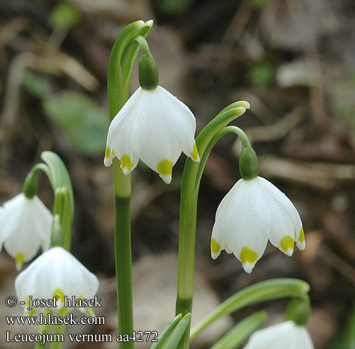 Leucojum vernum snöklocka Белоцветник весенний Spring snowflake