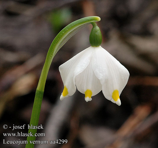 Leucojum vernum Белоцветник весенний Spring snowflake Campanelle comuni