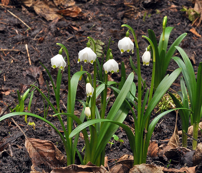 Leucojum vernum Spring snowflake Dorotealilje