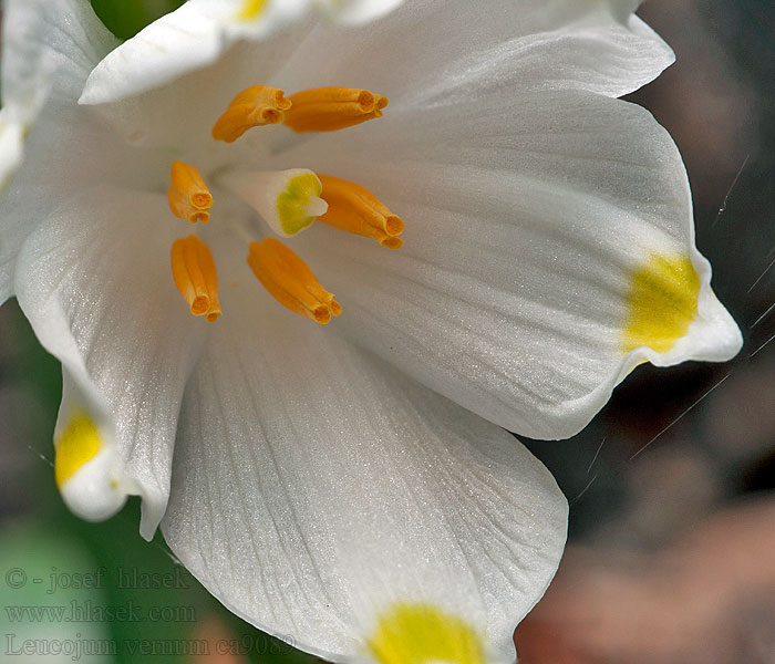 Bledule jarní Leucojum vernum