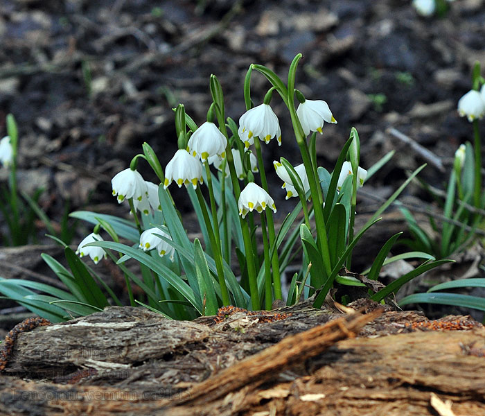 Leucojum vernum Śnieżyca wiosenna