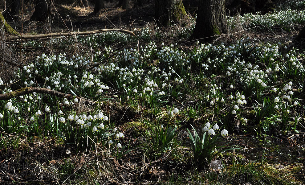 Leucojum vernum Frühlings-Knotenblume