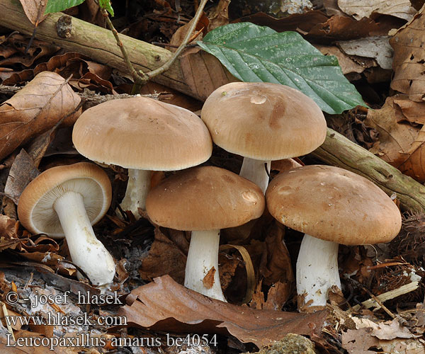 Leucopaxillus amarus Běločechratka hořká 苦白桩菇