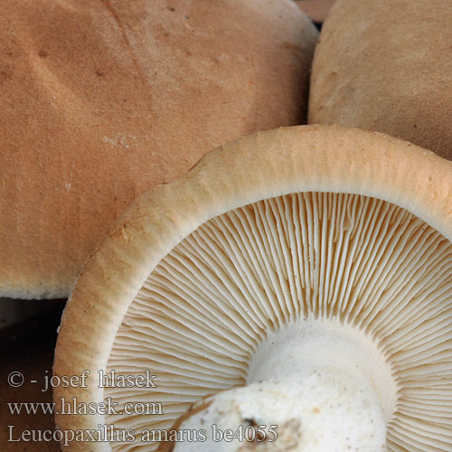 Leucopaxillus amarus be4055