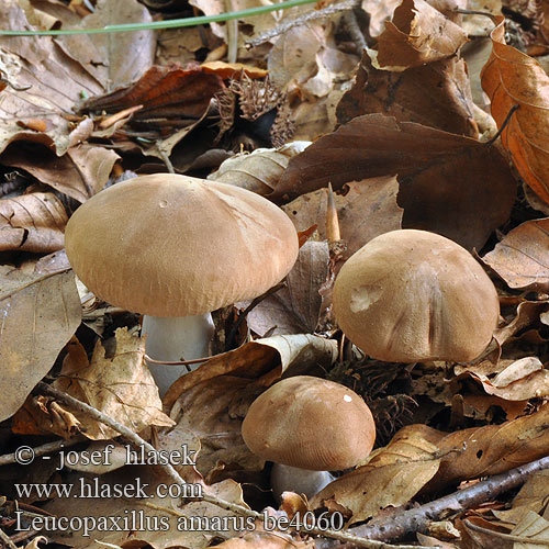 苦白桩菇 Leucopaxillus amarus Běločechratka hořká