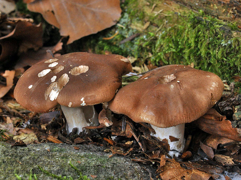 Leucopaxillus gentianeus Běločehratka hořká Bitterer Krempentrichterling