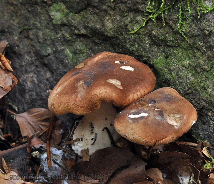 Leucopaxillus gentianeus Čechratec horký Bittermusseron Karvasvalmuska