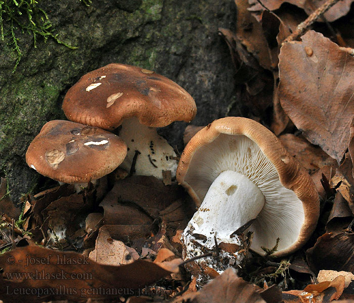 Leucopaxillus gentianeus Белосвинуха горечавковая Bitter false funnelcap