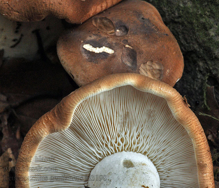 Běločehratka hořká Leucopaxillus gentianeus