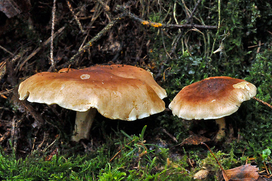 Bitterer Krempentrichterling Leucopaxillus gentianeus