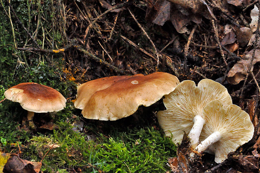 Čechratec horký Leucopaxillus gentianeus