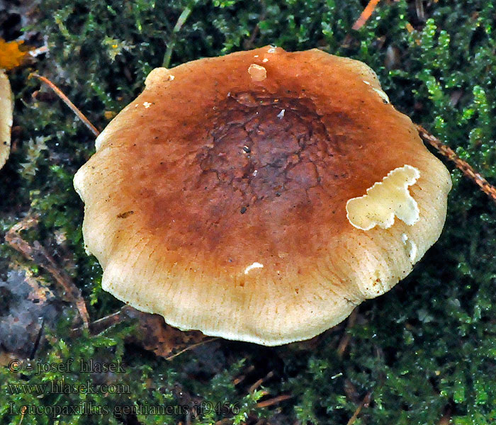 Bittermusseron Karvasvalmuska Leucopaxillus gentianeus