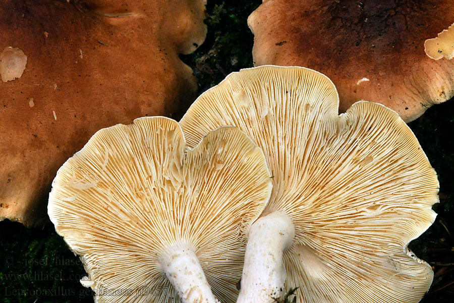 Белосвинуха горечавковая Leucopaxillus gentianeus