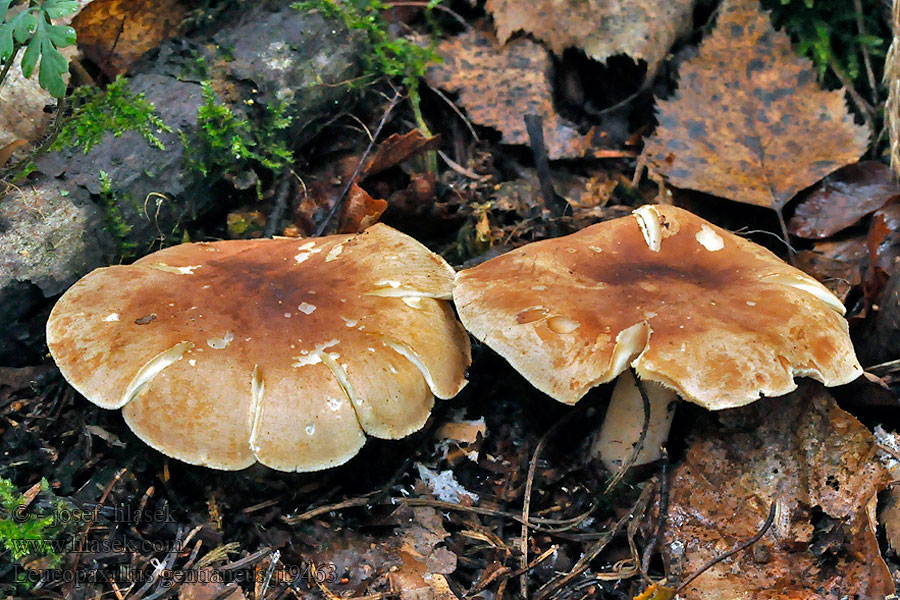 Bitter false funnelcap Leucopaxillus gentianeus