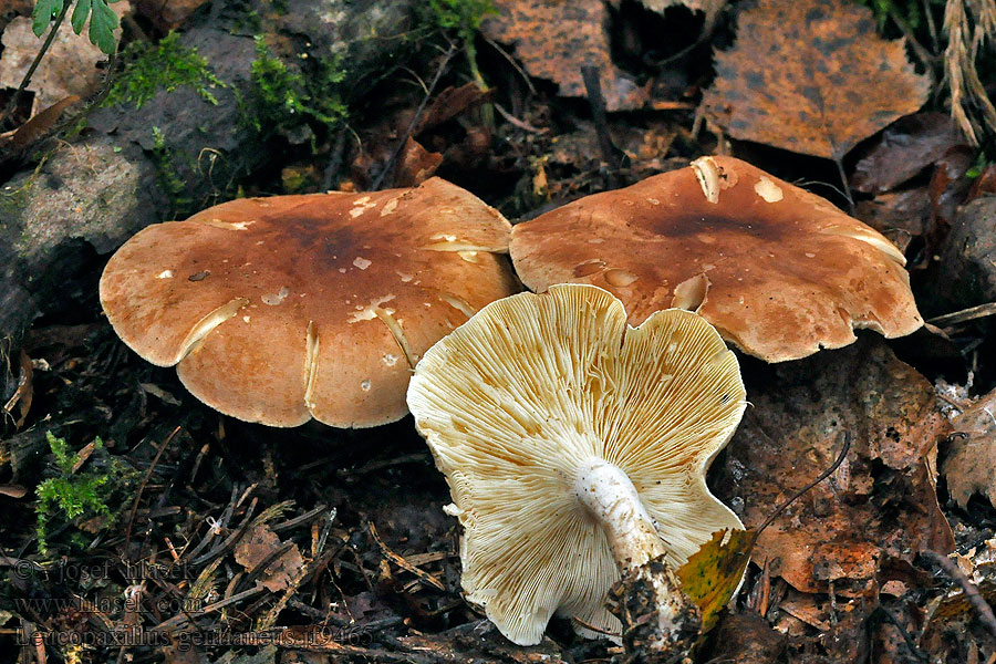 Leucopaxillus gentianeus