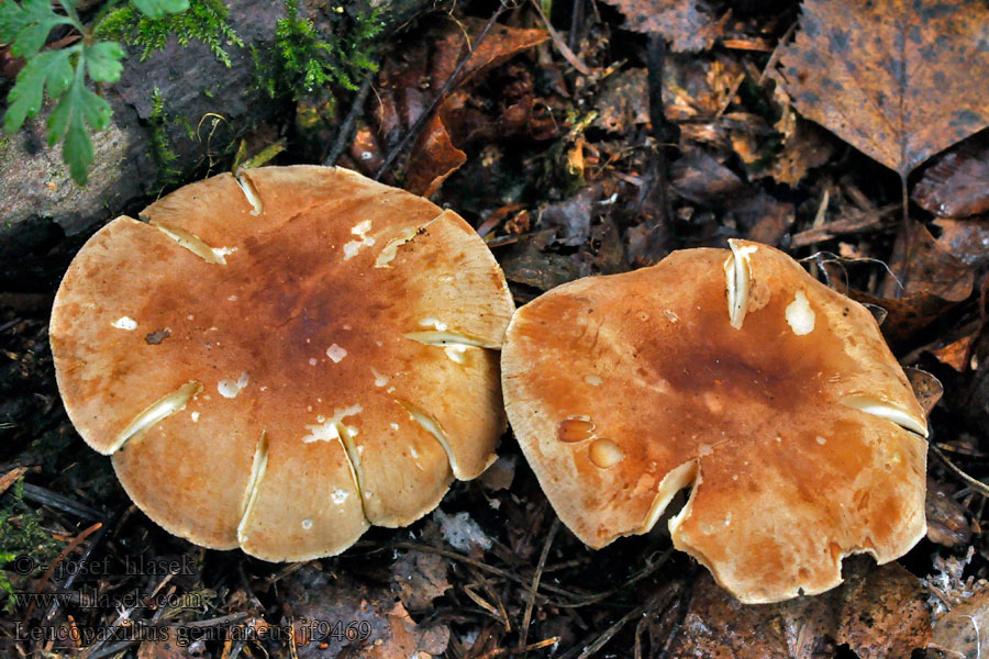 Leucopaxillus gentianeus Běločehratka hořká