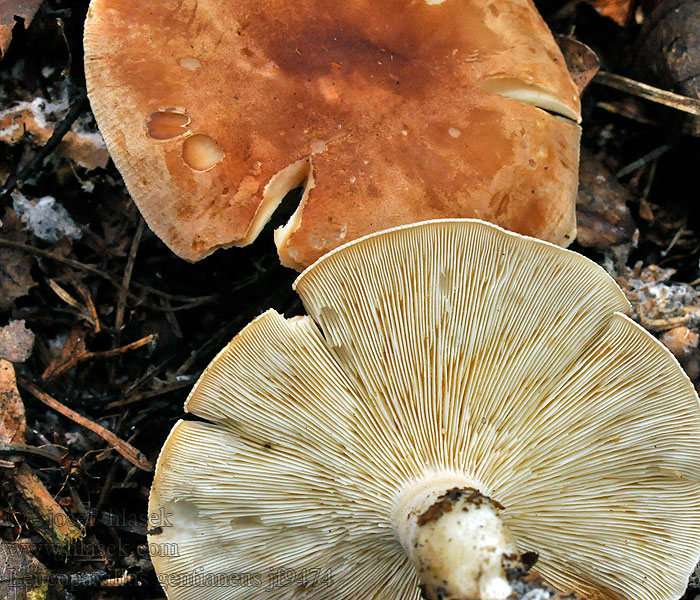 Běločehratka hořká Leucopaxillus gentianeus