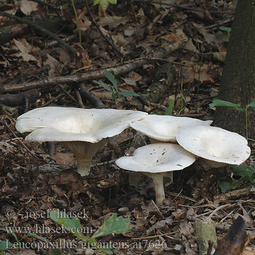 Leucopaxillus giganteus Kæmpe-tragtridderhat Jättetrattskivling Běločechratka obrovská Leucopaxille gigantesque géant Reuzendikhoed Giant Funnel Cap オオイチョウタケ óriás álpereszke  Riesenkrempenritterling Riesen-Krempentrichterling Kjempetraktmusserong Białokrowiak okazały Свинуха ложная Čechratec obrovský