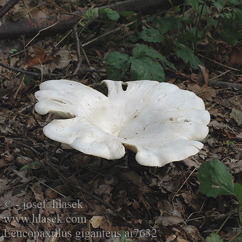 Běločechratka obrovská Leucopaxille gigantesque géant Reuzendikhoed Giant Funnel Cap オオイチョウタケ óriás álpereszke  Riesenkrempenritterling Riesen-Krempentrichterling Kjempetraktmusserong Białokrowiak okazały Свинуха ложная Čechratec obrovský Leucopaxillus giganteus Kæmpe-tragtridderhat Jättetrattskivling