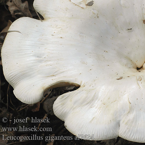 Giant Funnel Cap オオイチョウタケ óriás álpereszke  Riesenkrempenritterling Riesen-Krempentrichterling Kjempetraktmusserong Białokrowiak okazały Свинуха ложная Čechratec obrovský Leucopaxillus giganteus Kæmpe-tragtridderhat Jättetrattskivling Běločechratka obrovská Leucopaxille gigantesque géant Reuzendikhoed