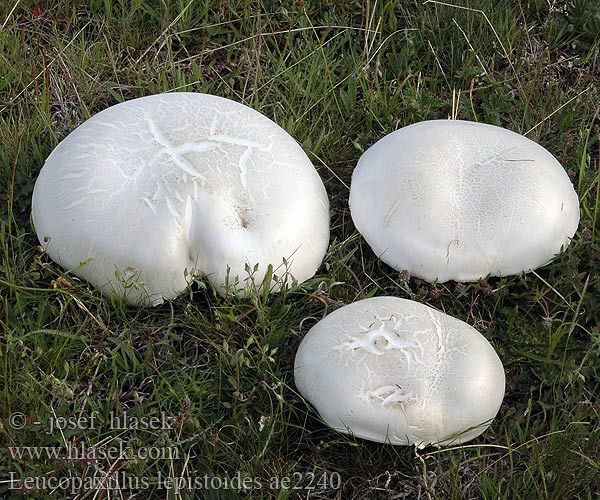 Leucopaxillus lepistoides Tricholoma pannonicum Běločechratka stepní Čechratec stepný Leucopaxille forme lépiste Tejfehér cölöppereszke Tejpereszke Krempentrichterling Лейкопаксиллус лепистовидный