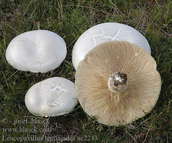 Leucopaxillus lepistoides ae2243