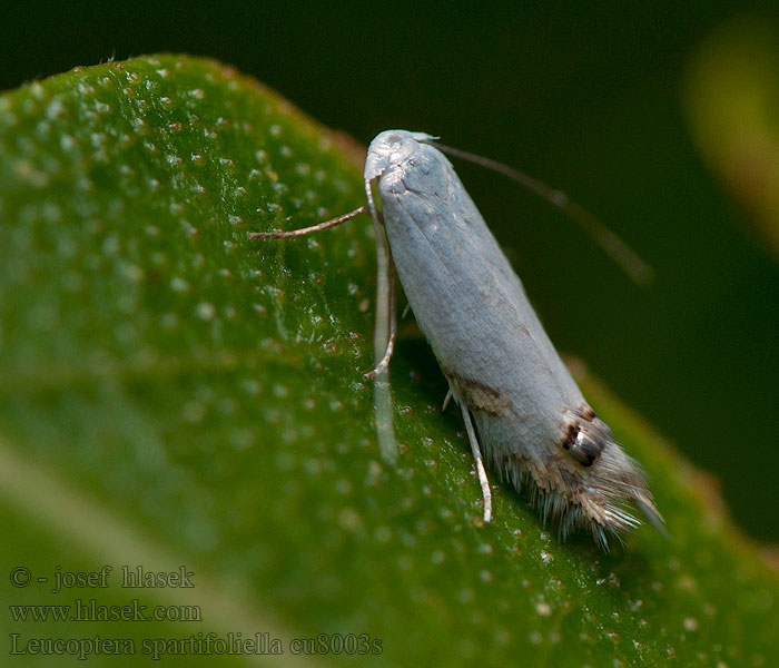 Leucoptera spartifoliella