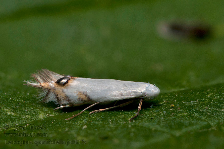 Leucoptera spartifoliella Podkopáčik prútnatcový Bremsneeuwmot
