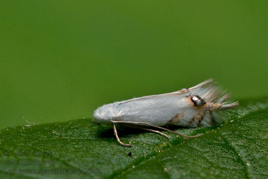 Leucoptera spartifoliella