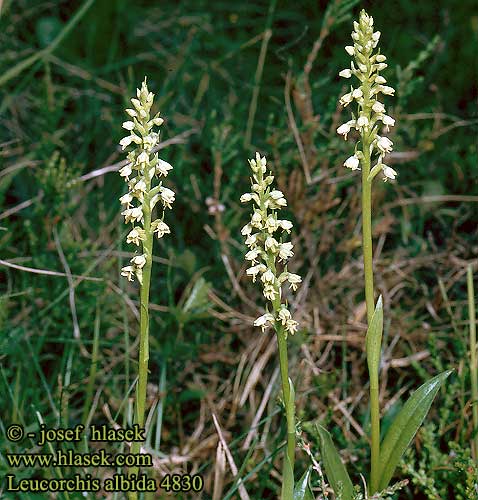 Witte muggenorchis Orchidea bianca Orchide candida