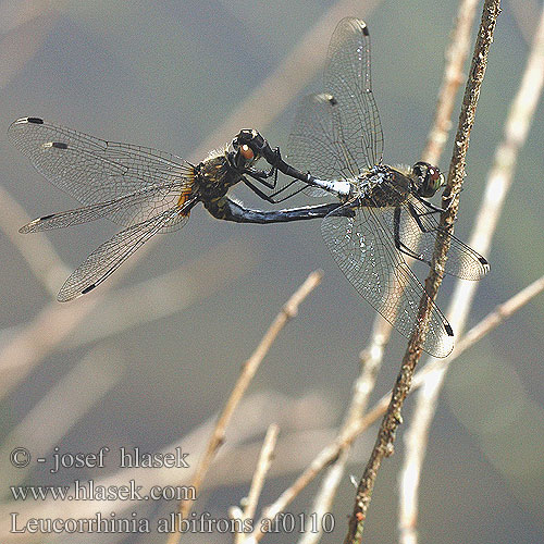 Leucorrhinia albifrons Eastern White-faced Darter Dark Whiteface