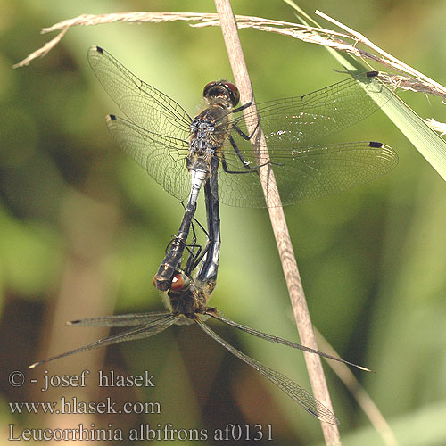 Leucorrhinia albifrons Leucorrhine front blanc Oostelijke