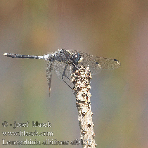 Leucorrhinia albifrons af0157