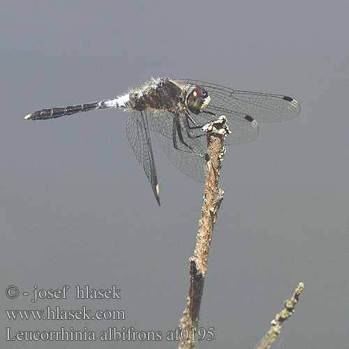 Leucorrhinia albifrons Стрекоза болотная