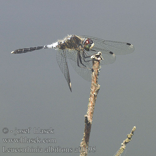 Leucorrhinia albifrons Стрекоза болотная