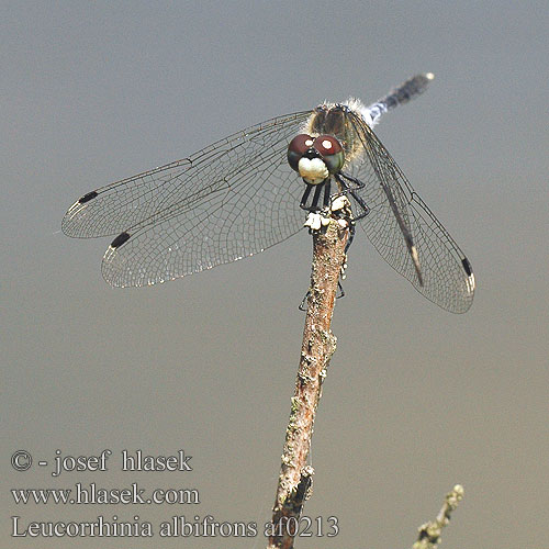 Leucorrhinia albifrons Ozibni spreletavec