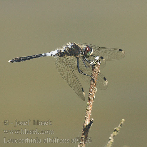 Leucorrhinia albifrons af0226