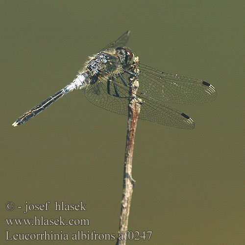 Leucorrhinia albifrons af0247