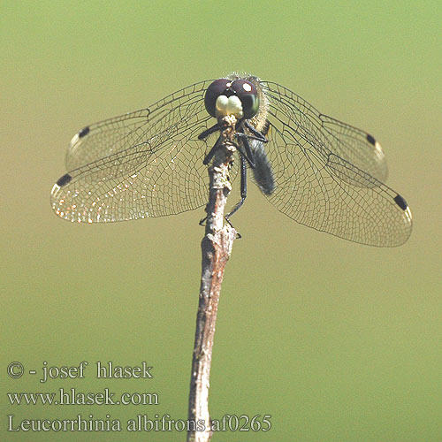 Leucorrhinia albifrons af0265