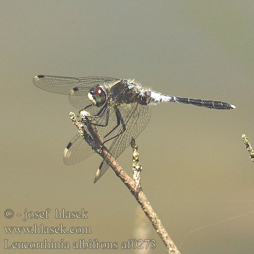 Leucorrhinia albifrons af0273