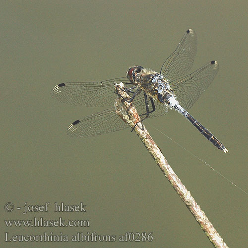 Leucorrhinia albifrons af0286