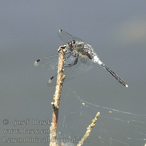 Leucorrhinia albifrons Білоноска болотна