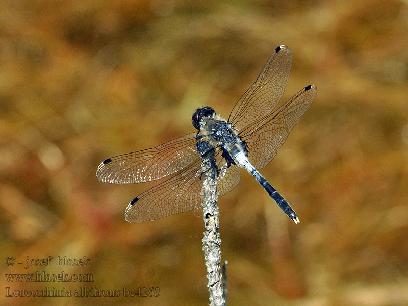 Leucorrhinia albifrons