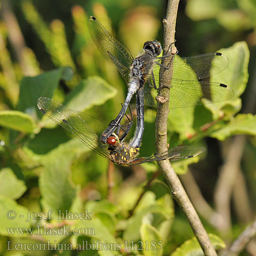 Leucorrhinia albifrons Eastern White-faced Darter