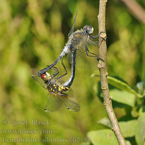 Leucorrhinia albifrons bh2189