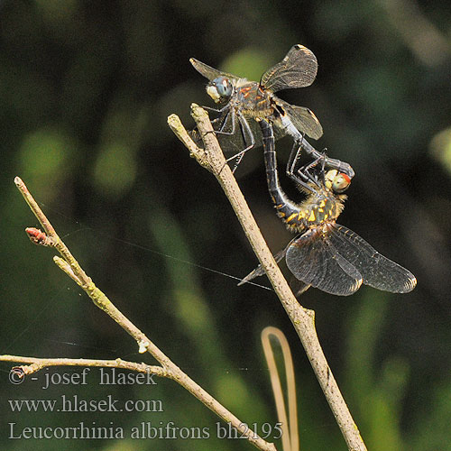 Leucorrhinia albifrons bh2195