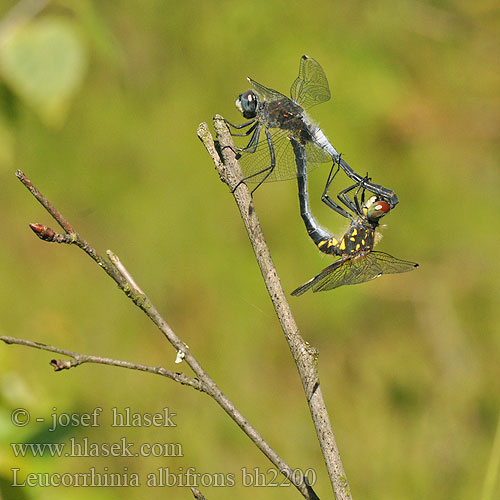 Leucorrhinia albifrons bh2200