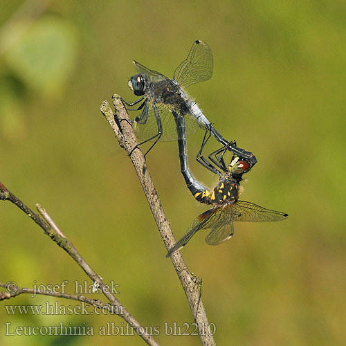 Leucorrhinia albifrons bh2210