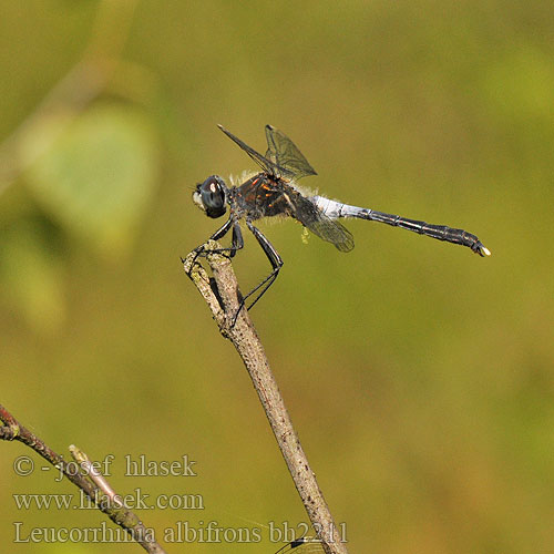 Leucorrhinia albifrons bh2211